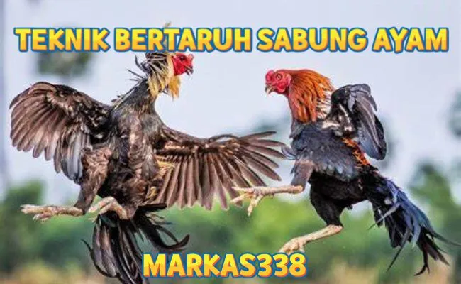 Teknik Bertaruh Sabung Ayam